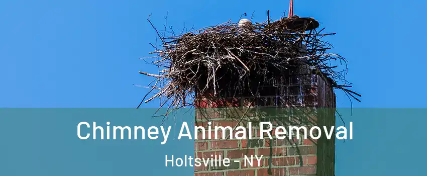  Chimney Animal Removal Holtsville - NY