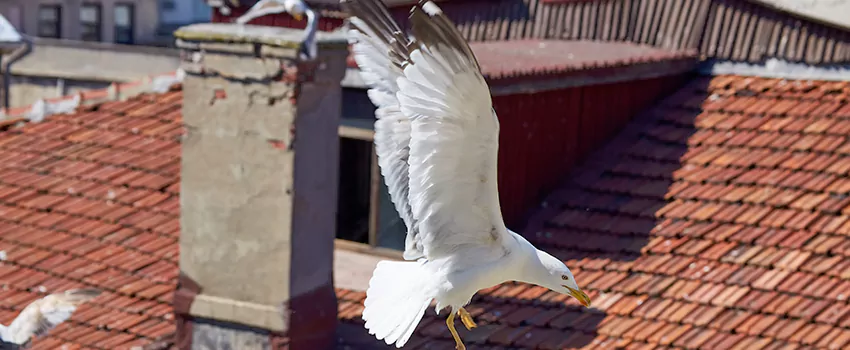 Residential Chimney Animal Removal Solution in Holtsville, NY