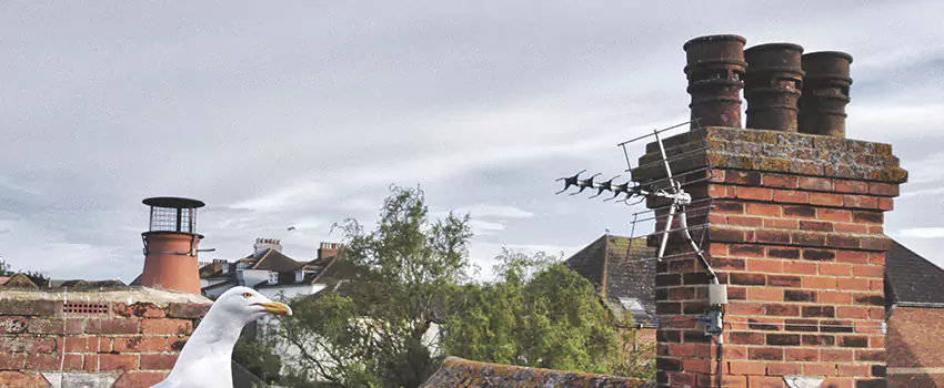 Chimney Cleaning And Restoration in Holtsville, New York